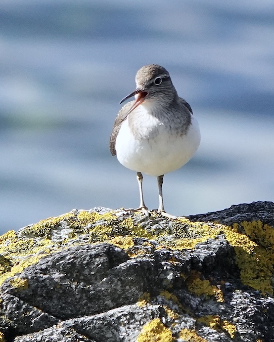 common sandpiper